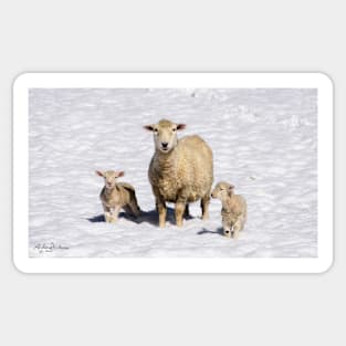 FROZEN LAMBS Sticker